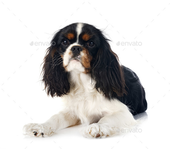 cavalier king charles - Stock Photo - Images