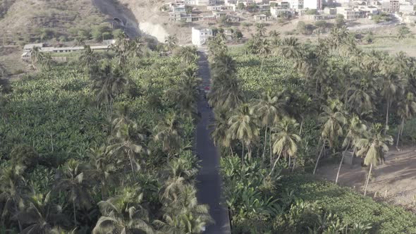 Aerial view coconut and sugar canne plantation in Santiago - Cape verde - Cabo verde