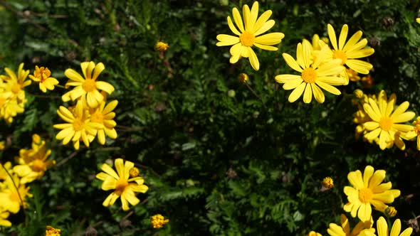 Yellow Daisy Flower Blossom Home Gardening in California USA