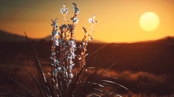 Wild Flowers on Hills at Sunset alt