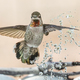 Beautiful Immature Male Anna&#39;s Hummingbird Enjoying The Water Fountain - PhotoDune Item for Sale