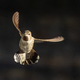 Beautiful Immature Male Anna&#39;s Hummingbird In Flight. - PhotoDune Item for Sale