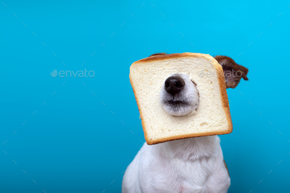 Cute dog wearing slice bread in head