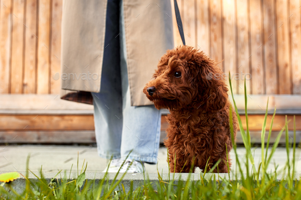 Toy cheap poodle walking