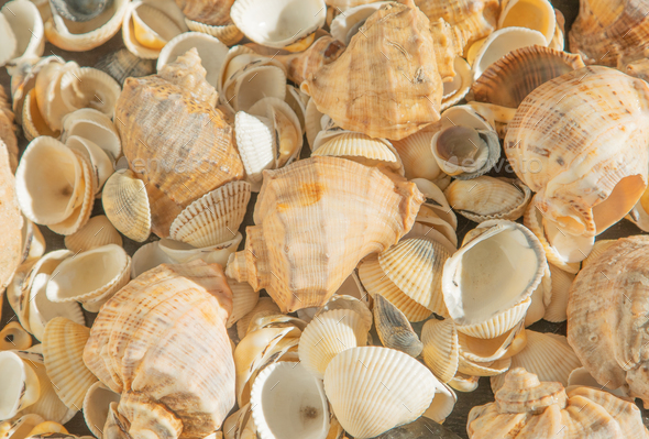 Sea shells on the beach. Summer background. Rapan shell. Beige light color. Aesthetic minimalism
