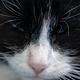 Close up portrait of black and white furry cat nose - PhotoDune Item for Sale