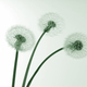 Three dandelions - PhotoDune Item for Sale