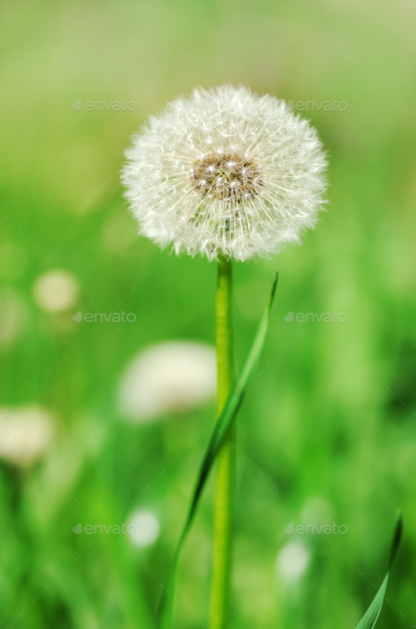 Dandelion close up - Stock Photo - Images