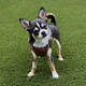 Cute Chihuahua - PhotoDune Item for Sale
