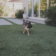 Cute Chihuahua Running - PhotoDune Item for Sale
