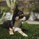 Cute Chihuahua - PhotoDune Item for Sale