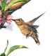 Hummingbird feeding from tree flowers - PhotoDune Item for Sale