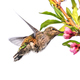 Hummingbird feeding from tree flowers - PhotoDune Item for Sale