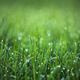 Natural green grass background - PhotoDune Item for Sale