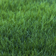 Green grass background - PhotoDune Item for Sale