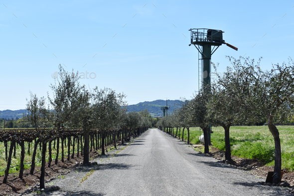 Tree-lined driveway with a piece of frost deterrent farm equipment in Napa, California