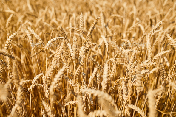 Close up wheat harvest, wheat field background in the sun day, summer - Stock Photo - Images