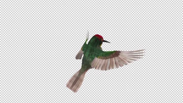 Hummingbird - Ruby Topaz - Feeding Flight Loop - Back Side Angle View Closeup - Alpha Channel