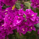Purple bougainvillea flowers. Bougainvillea flowers as a background. Floral background - PhotoDune Item for Sale