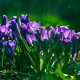flowers crocuses in full blossom, purple color, grow on the grass - PhotoDune Item for Sale