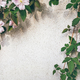 Beautiful pnik clematis flowers in the wall - PhotoDune Item for Sale