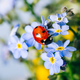 Ladybug on small blue flowers wirj copy space - PhotoDune Item for Sale