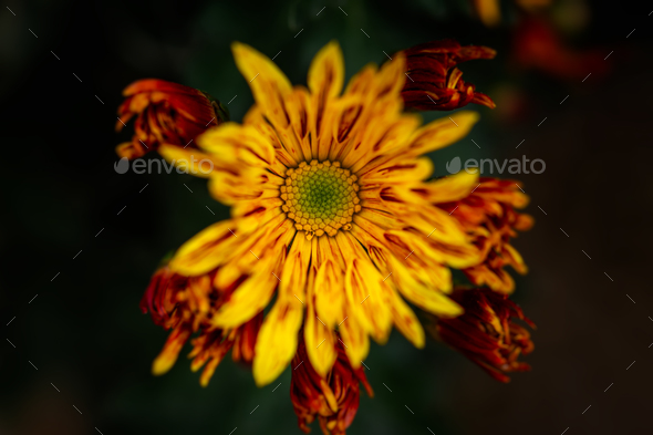 Macro orange chrysanthemums in the garden. - Stock Photo - Images