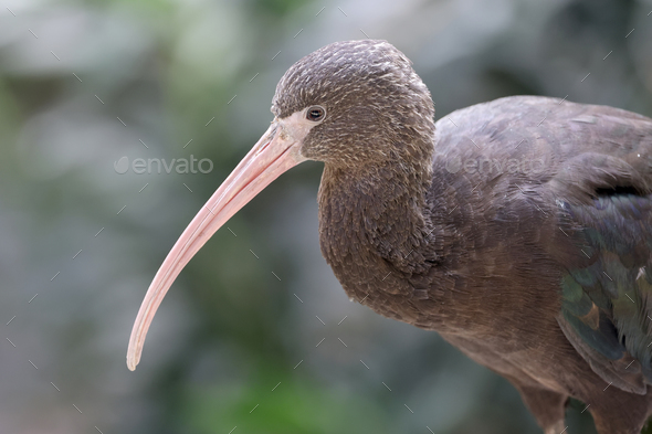 The Puna ibis, Plegadis ridgwayi, closeup on blurred background - Stock Photo - Images