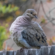 Mourning Dove sitting on a fence puffed up during mating season - PhotoDune Item for Sale