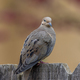 Mourning Dove Doves sitting on a fence with a pretty gold background - PhotoDune Item for Sale