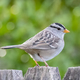 White-Crowned Sparrow sitting on a fence with a beautiful blurred green background - PhotoDune Item for Sale