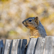 Fox Squirrel peeking over a fence with a critter in his mouth on a pretty golden background - PhotoDune Item for Sale