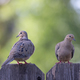 Mourning Dove Doves a pair sitting on a fence with a green background - PhotoDune Item for Sale