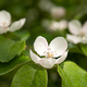 Blooming quince branch at spring garden against unfocused green grass background. - PhotoDune Item for Sale