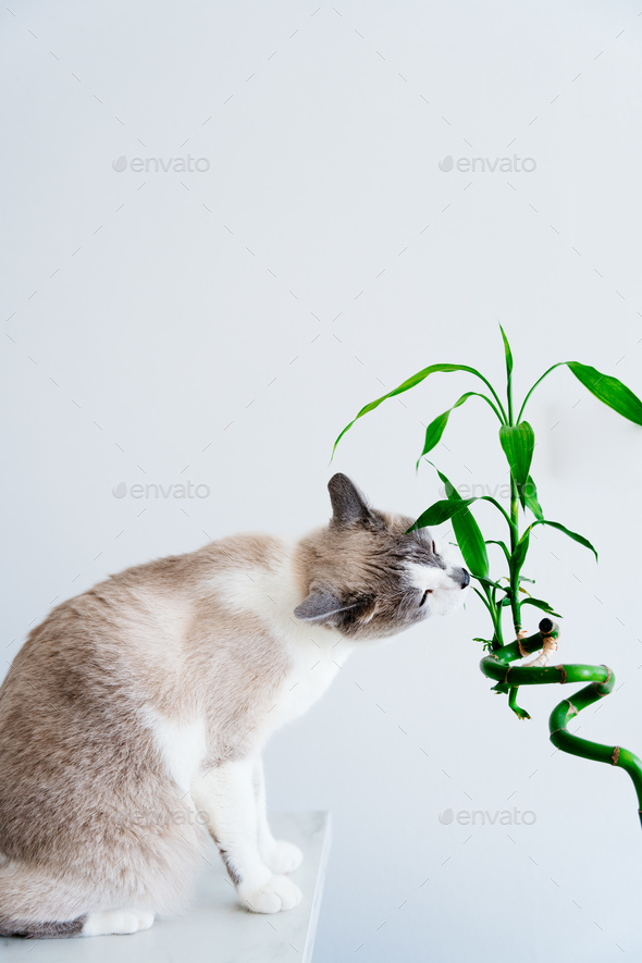 Light Gray Cat Eating Houseplant