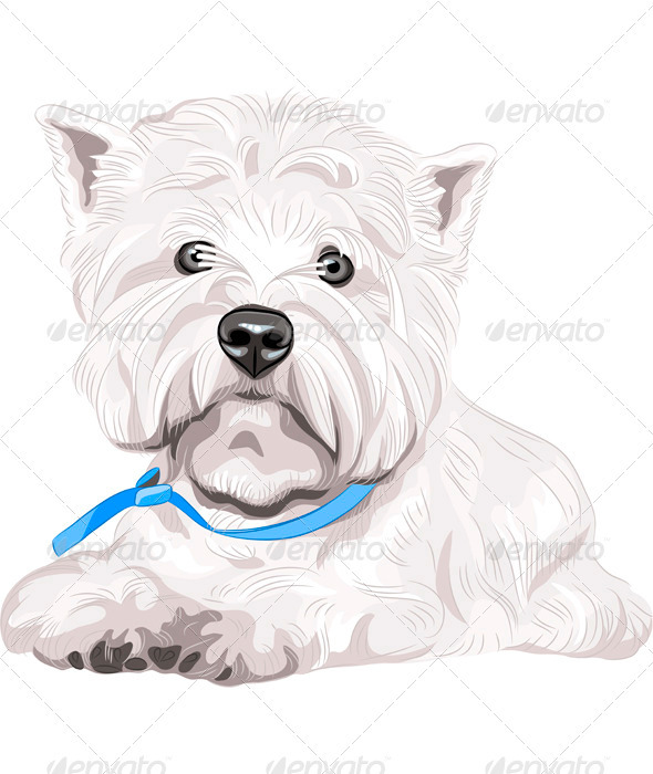 Vector Dog West Highland White Terrier Breed - Animals Characters