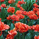 Red tulip field, plantation. Bright dark gentle delicate natural spring background. - PhotoDune Item for Sale