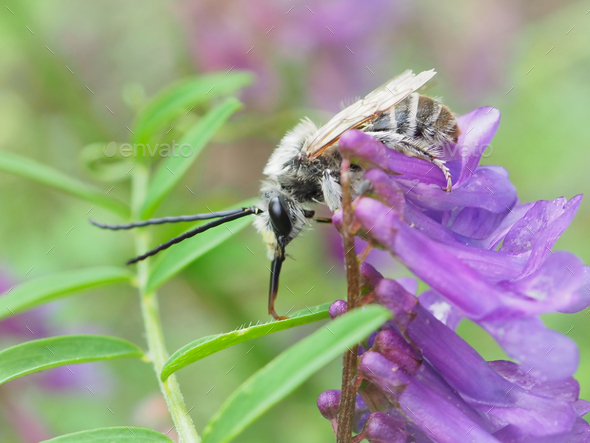 Bee (Eucera) - Stock Photo - Images