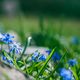 spring blue flower of Siberian scilla outdoors - PhotoDune Item for Sale