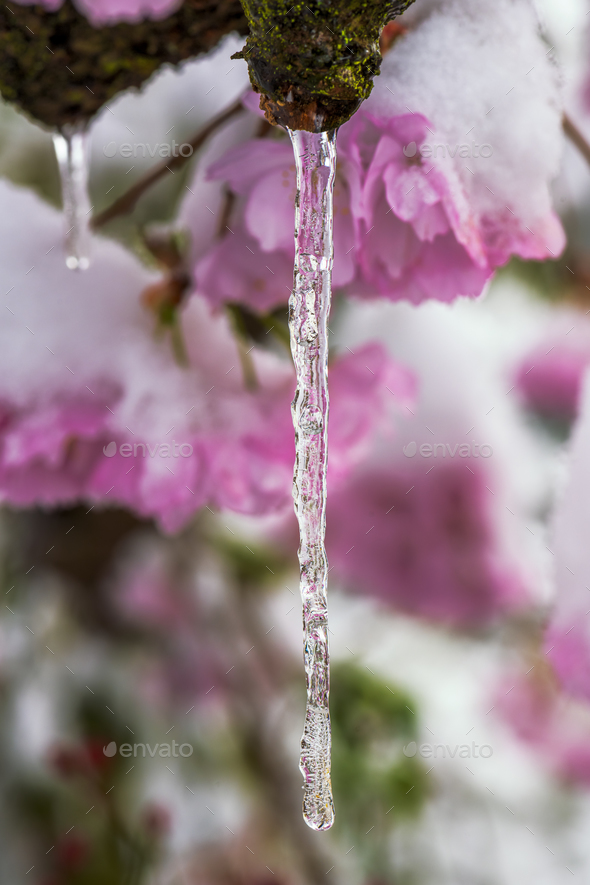 Icicle on and snow covered pink cherry blossoms - Stock Photo - Images
