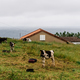 Cows grazing at the farm against the ocean a cloudy day of summer in Terceira Island, Azores - PhotoDune Item for Sale