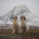 Two english setter dogs sitting in the wide open landscape of northern norway - PhotoDune Item for Sale