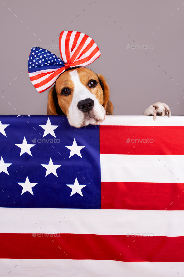 Beagle dog behind the American flag. Happy USA Memorial Day.