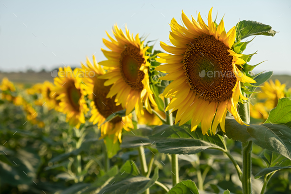 Sunflowers close-up. - Stock Photo - Images