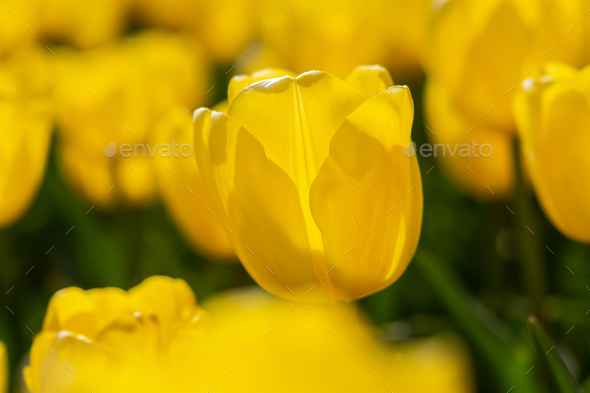 Blooming spring yellow tulips close-up - Stock Photo - Images