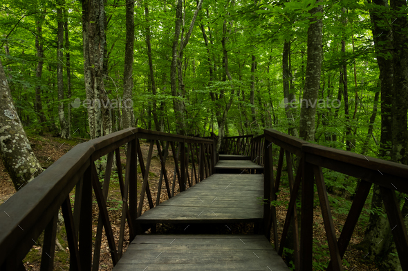 Forest stairs walk. - Stock Photo - Images