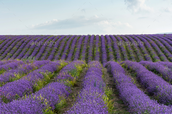 Lavender field straight beautiful rows. - Stock Photo - Images