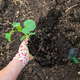 The farmer is planting zucchini in the garden. Selective focus. - PhotoDune Item for Sale