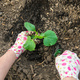 The farmer is planting zucchini in the garden. Selective focus. - PhotoDune Item for Sale