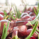 Picture of organic sprouting onion, selective focus. - PhotoDune Item for Sale